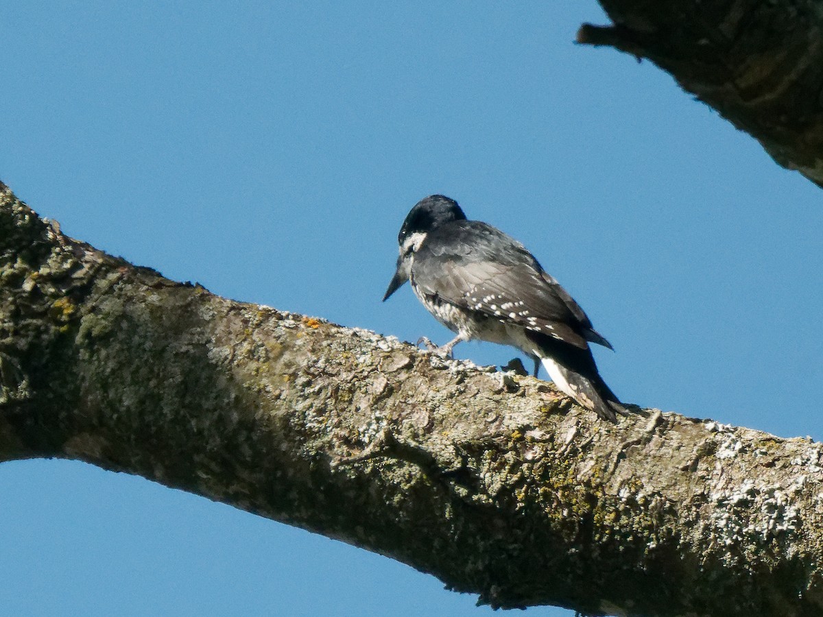 Black-backed Woodpecker - ML643714736