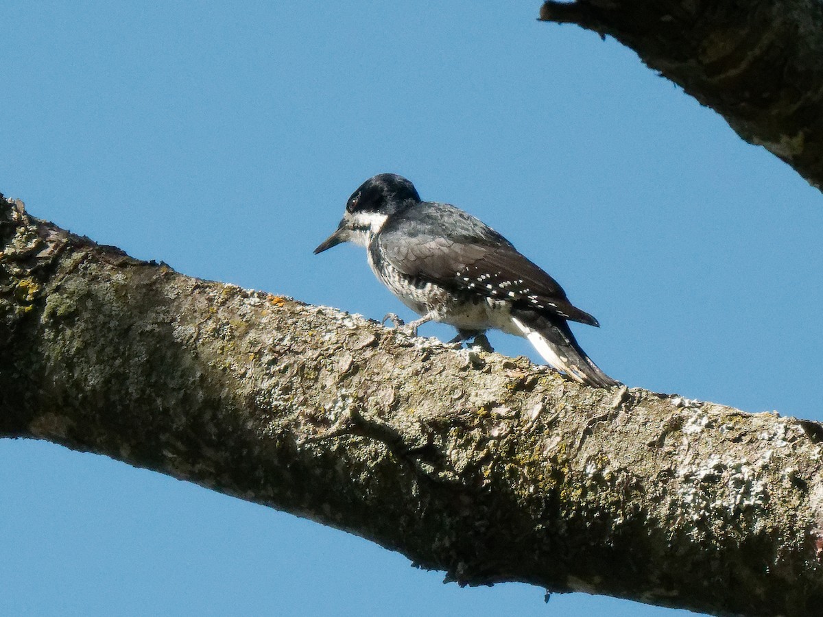 Black-backed Woodpecker - ML643714737