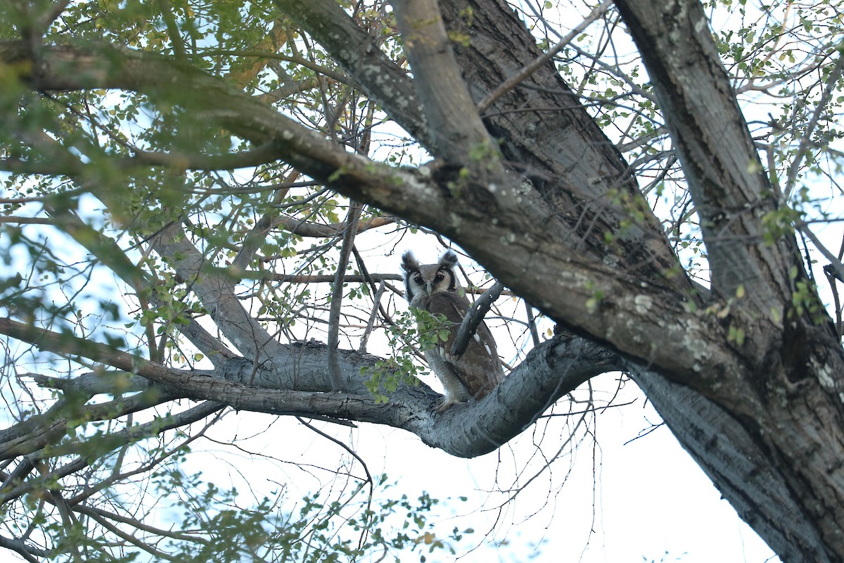 Verreaux's Eagle-Owl - ML643714738