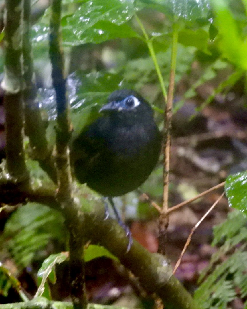 Blue-lored Antbird - ML643714740