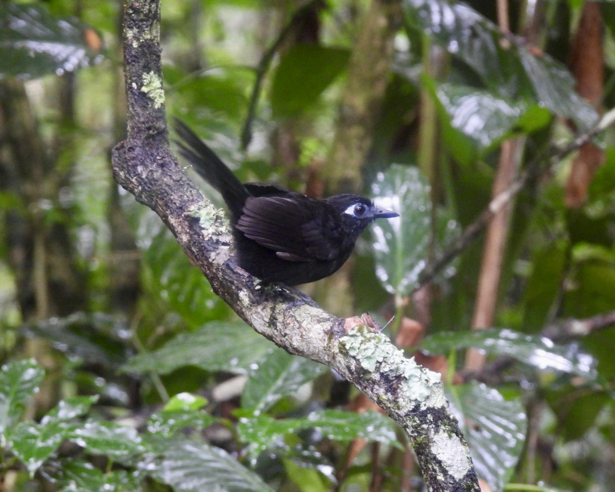 Blue-lored Antbird - ML643714742