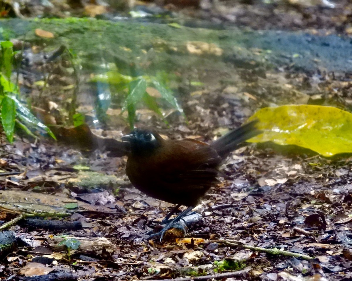 Blue-lored Antbird - ML643714743