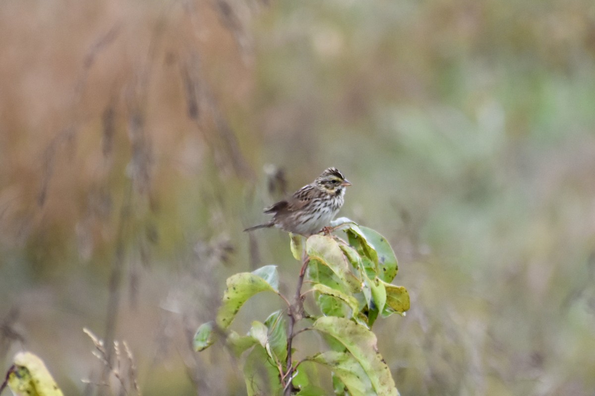 Savannah Sparrow - ML643714744