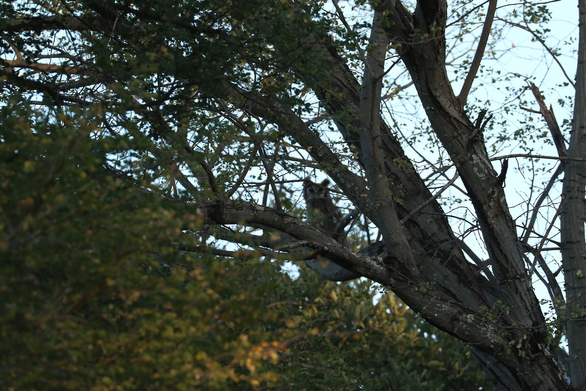 Verreaux's Eagle-Owl - ML643714746
