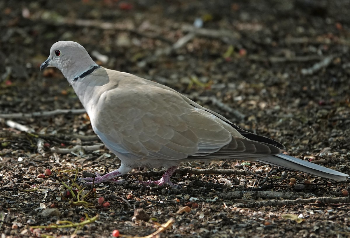 Eurasian Collared-Dove - ML643714747