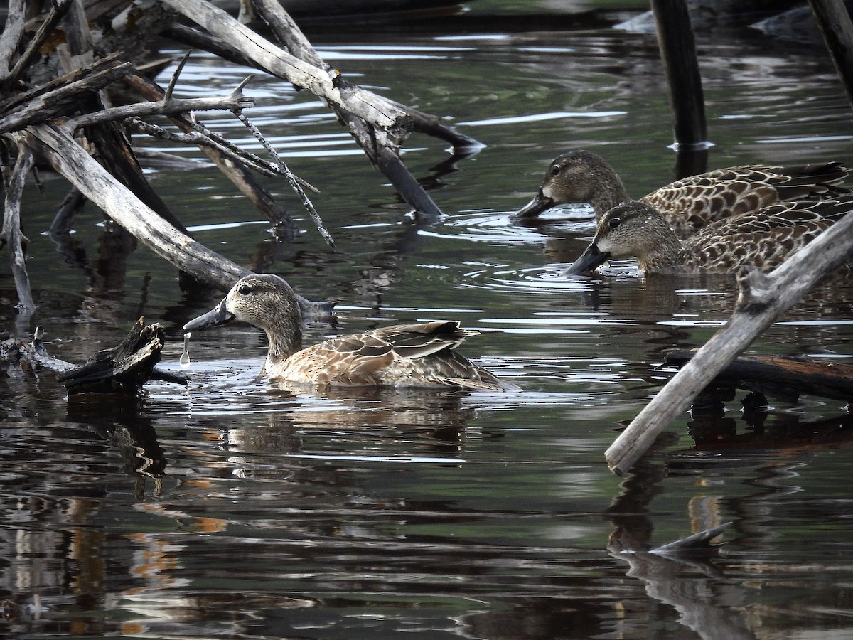 Blue-winged Teal - ML643714748