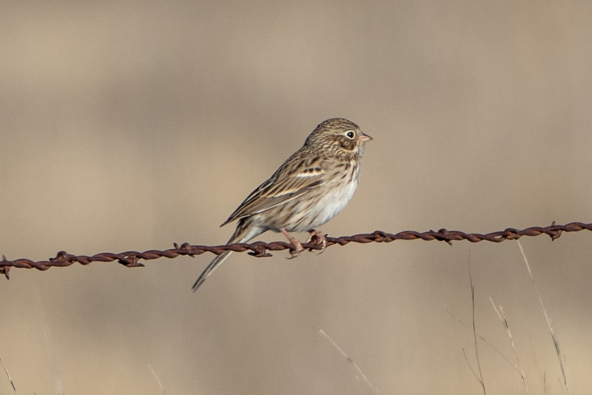 Vesper Sparrow - ML643714755