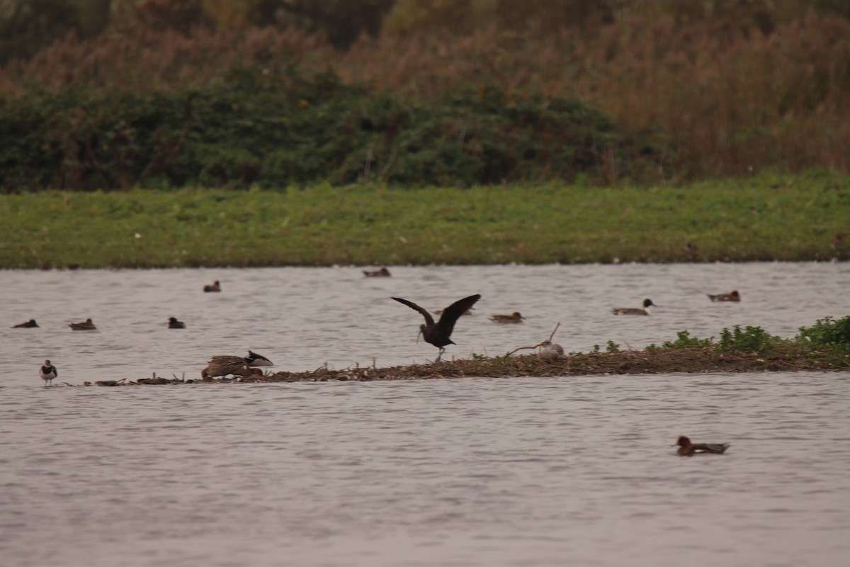 Glossy Ibis - ML643714757