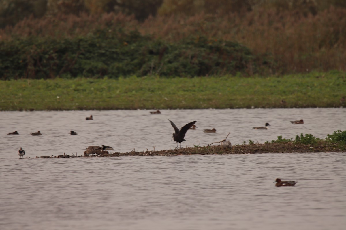 Glossy Ibis - ML643714758