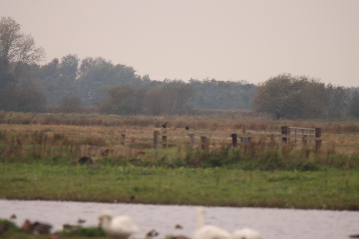 Glossy Ibis - ML643714759