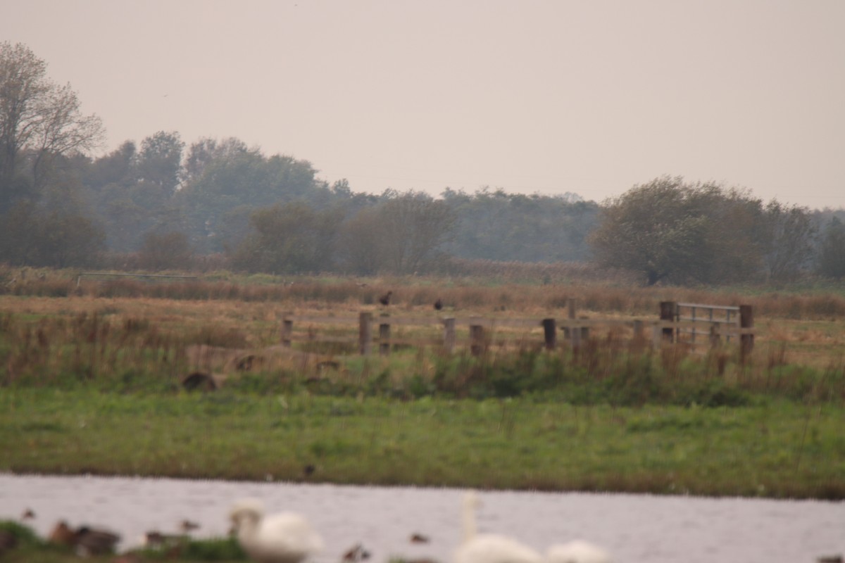 Glossy Ibis - ML643714760