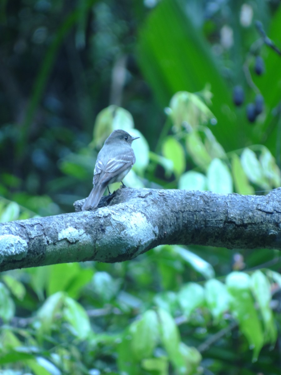Western Wood-Pewee - ML643714761