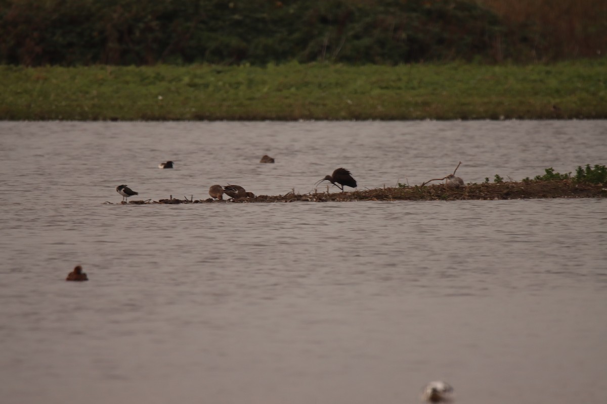 Glossy Ibis - ML643714762