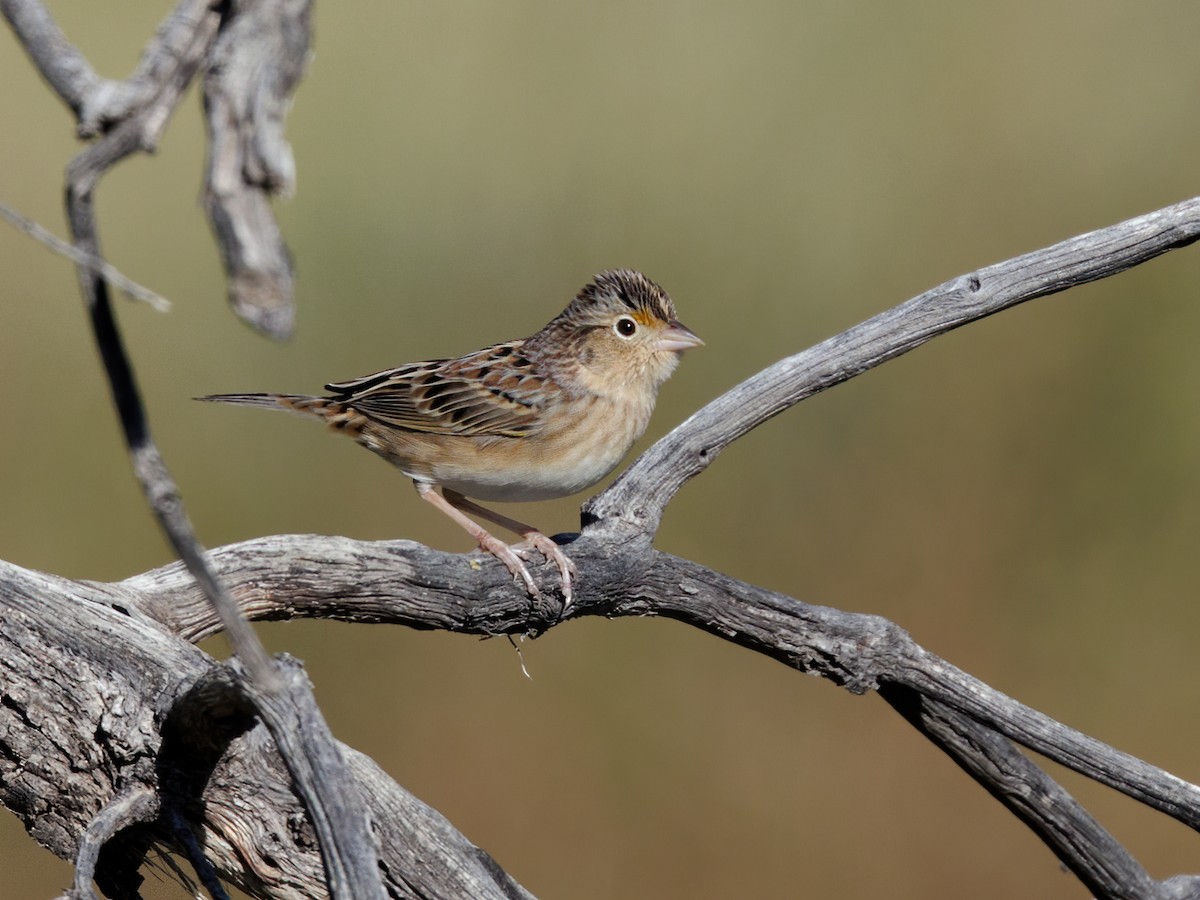 Grasshopper Sparrow - ML643714767