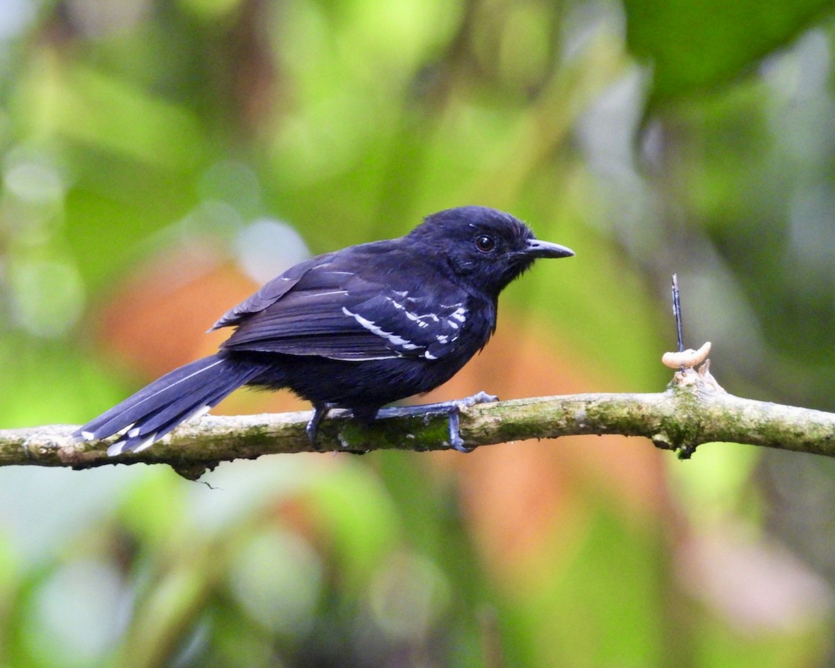 Jet Antbird - ML643714781