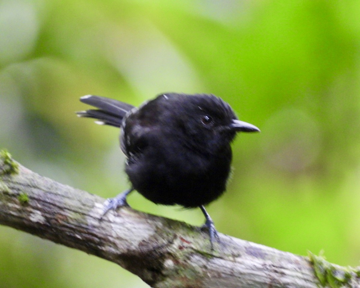 Jet Antbird - ML643714782