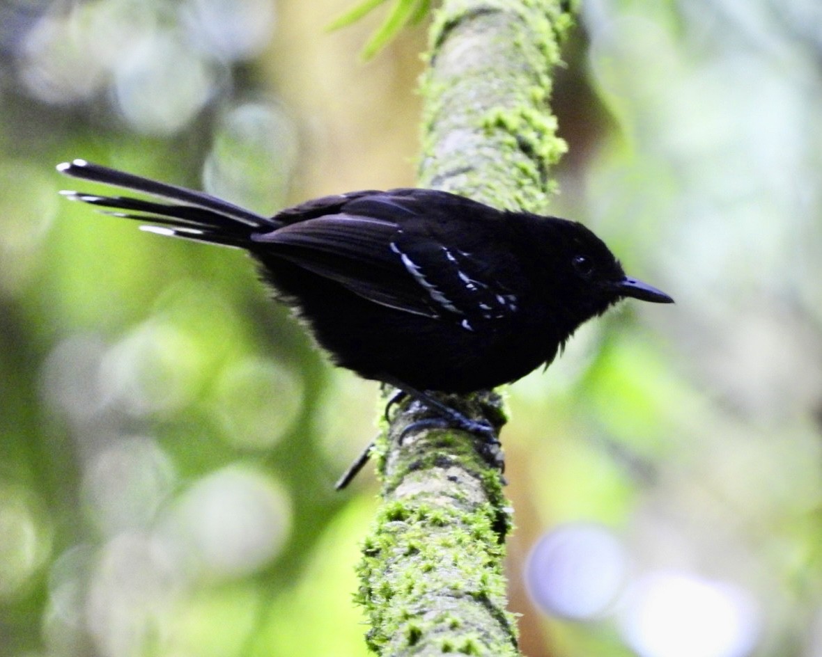 Jet Antbird - ML643714783