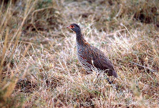 タンザニアアカノドシャコ - ML643714787