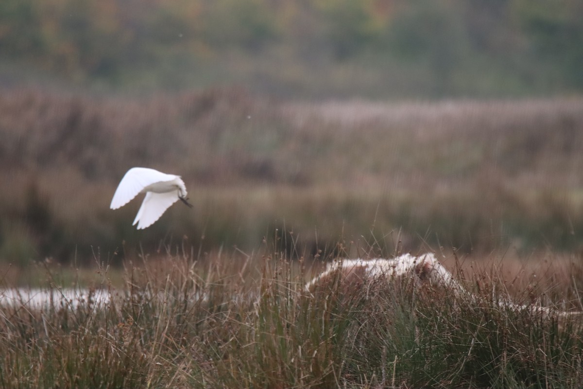 Western Cattle-Egret - ML643714807