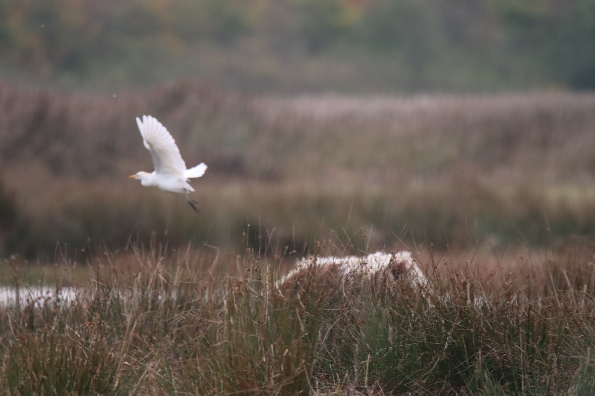 Western Cattle-Egret - ML643714808