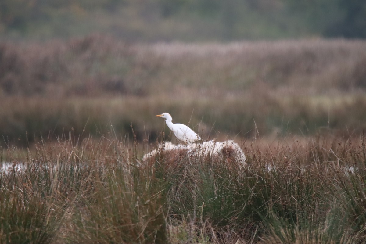 Western Cattle-Egret - ML643714809