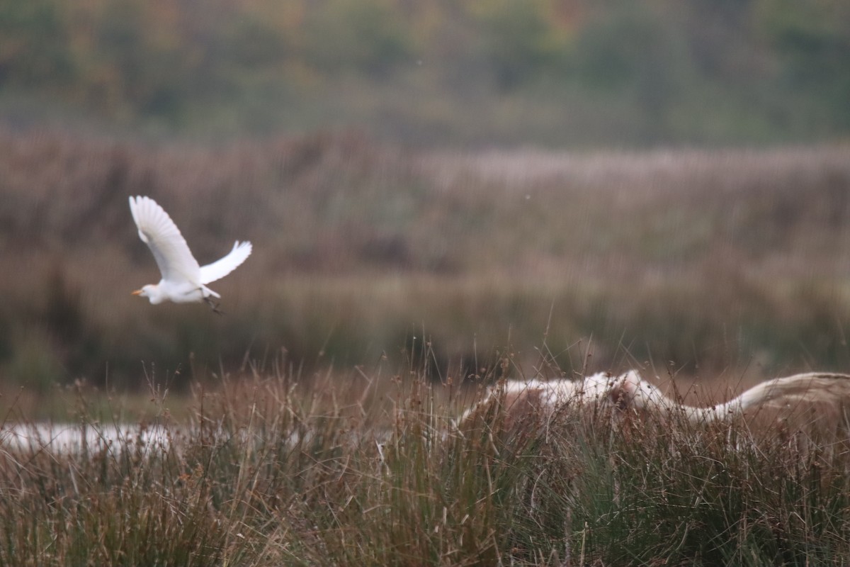 Western Cattle-Egret - ML643714810