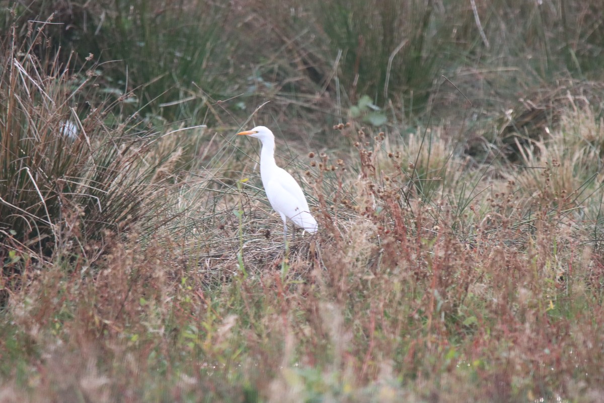 Western Cattle-Egret - ML643714811