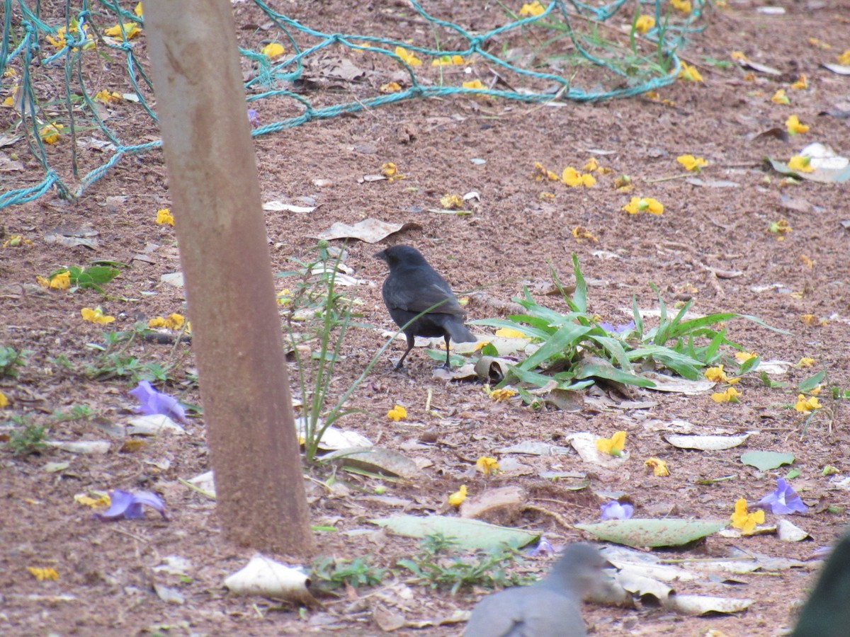 Shiny Cowbird - ML643714843