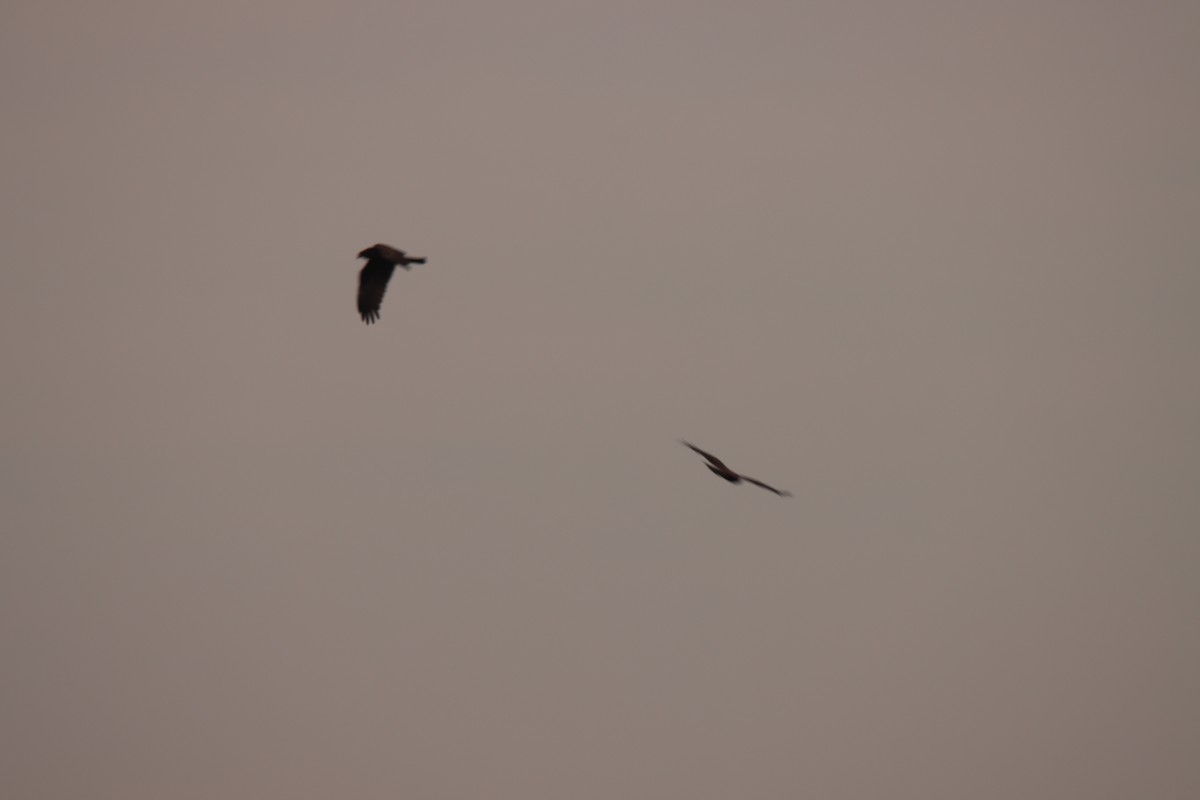 Western Marsh Harrier - ML643714844