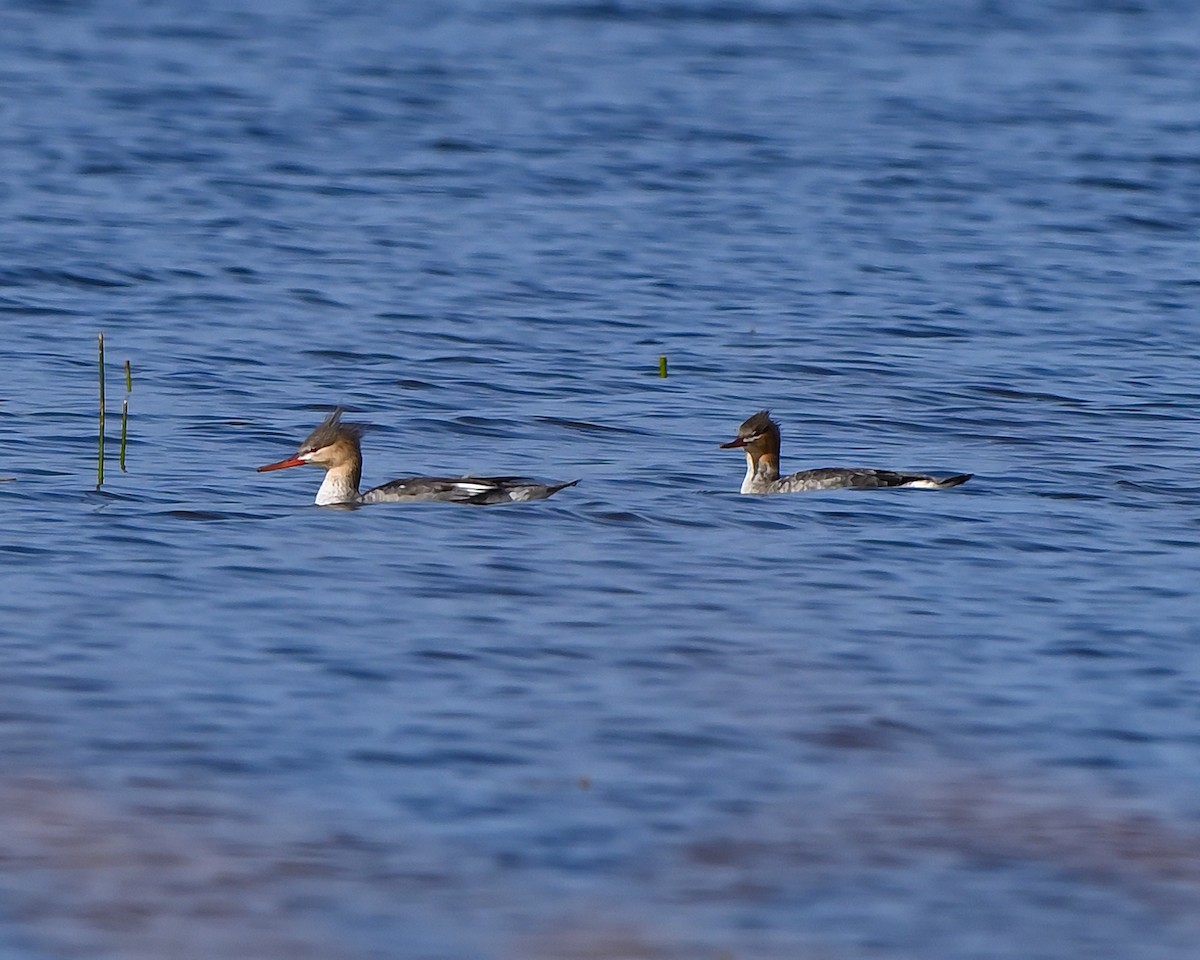 Red-breasted Merganser - ML643714846