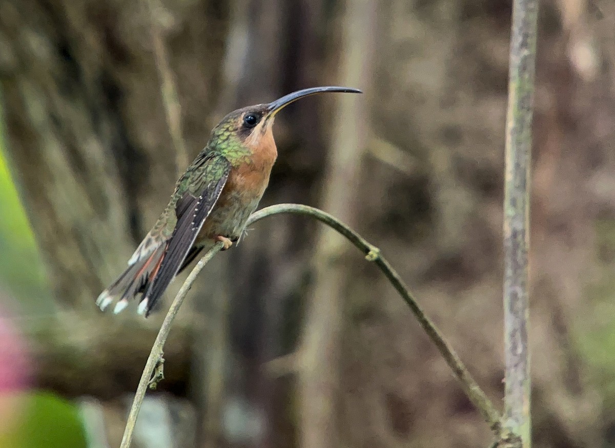 Rufous-breasted Hermit - ML643714853