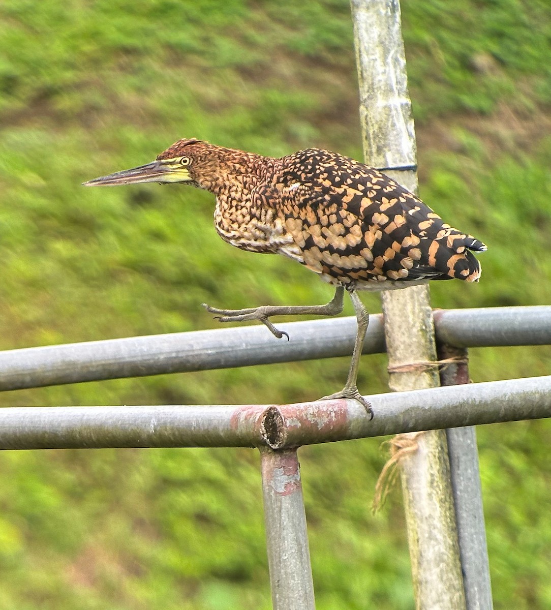 Rufescent Tiger-Heron - ML643714858