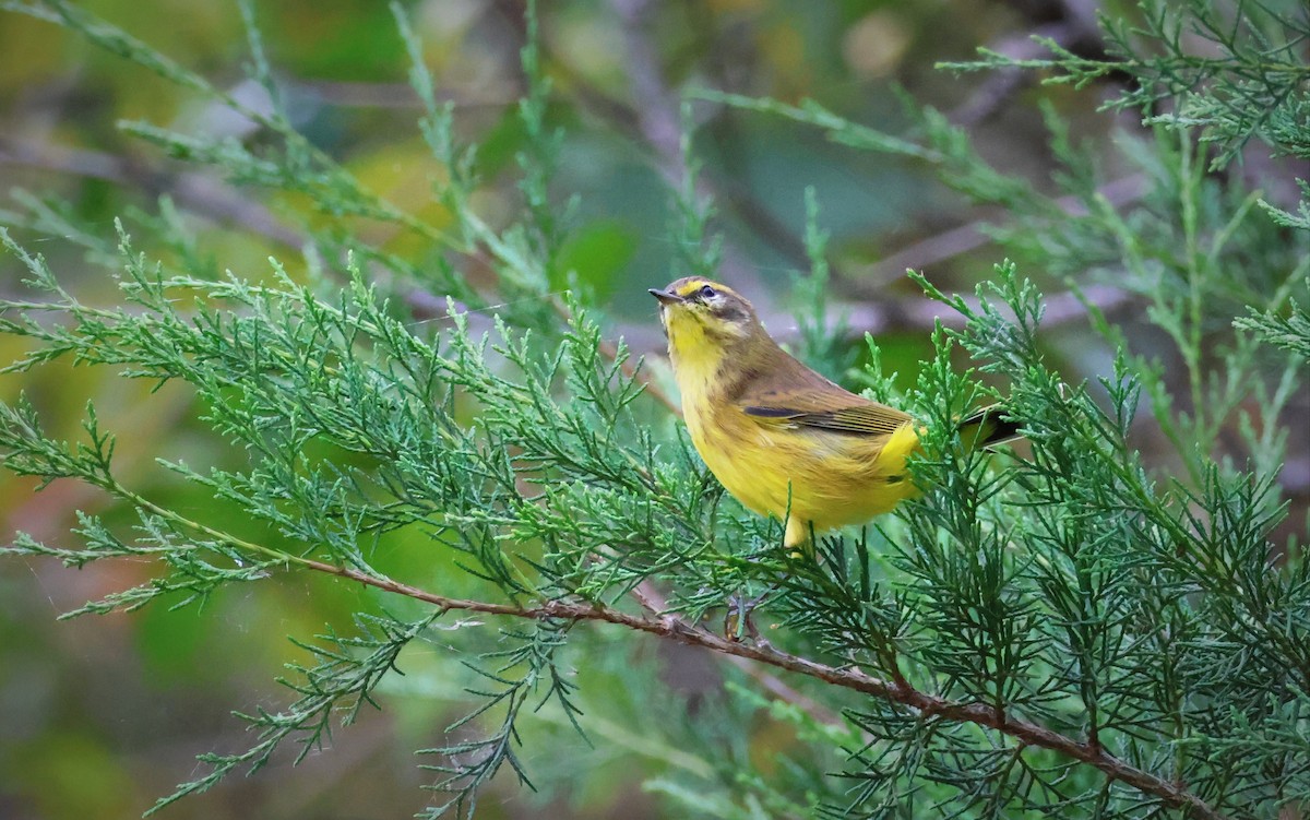 Palm Warbler - ML643714877