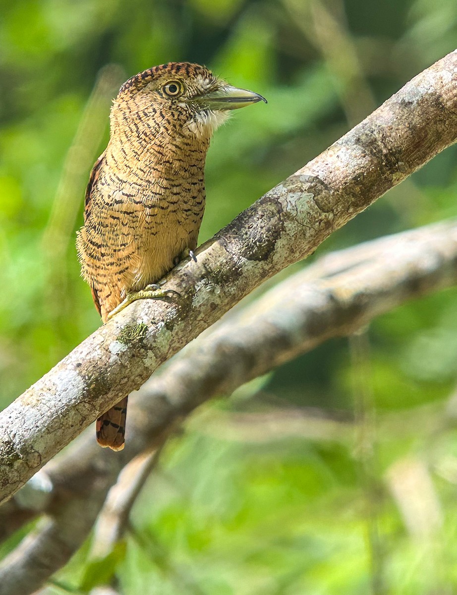 Barred Puffbird - ML643714879