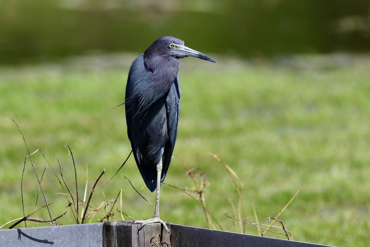 Little Blue Heron - ML643714880