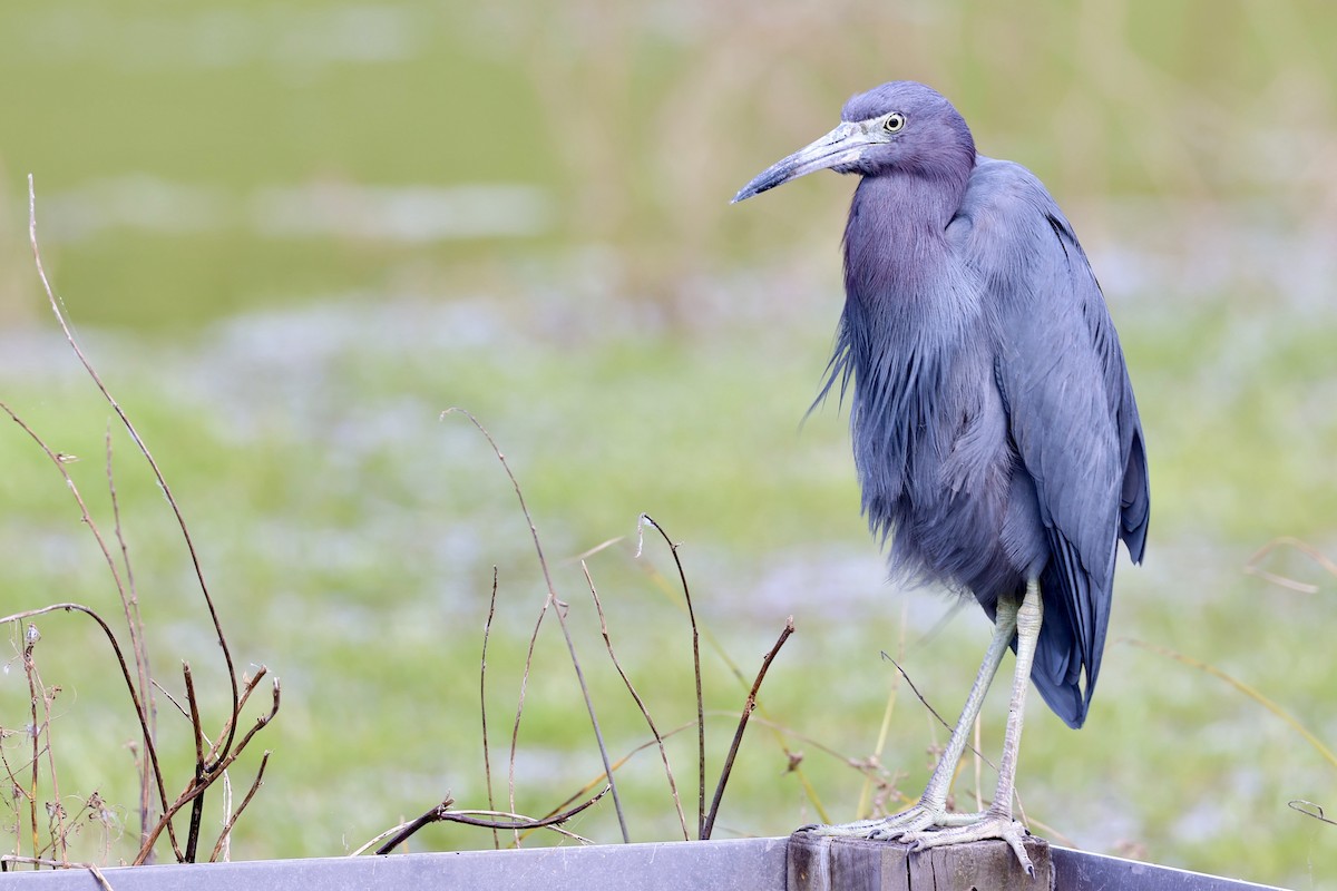 Little Blue Heron - ML643714881