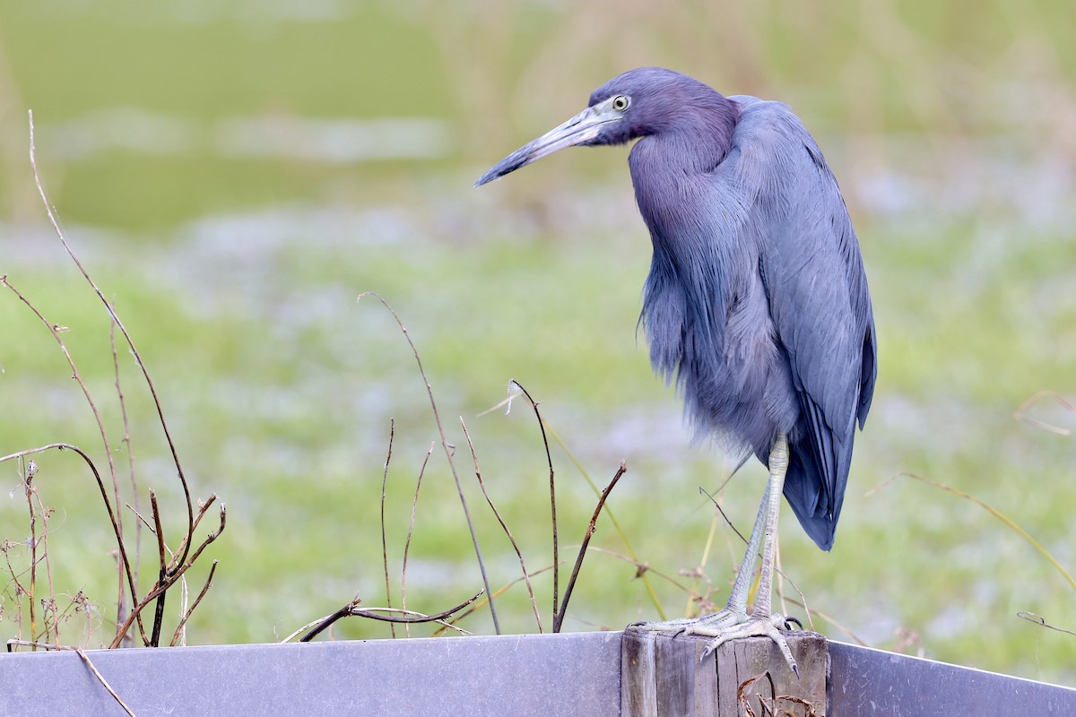 Little Blue Heron - ML643714882