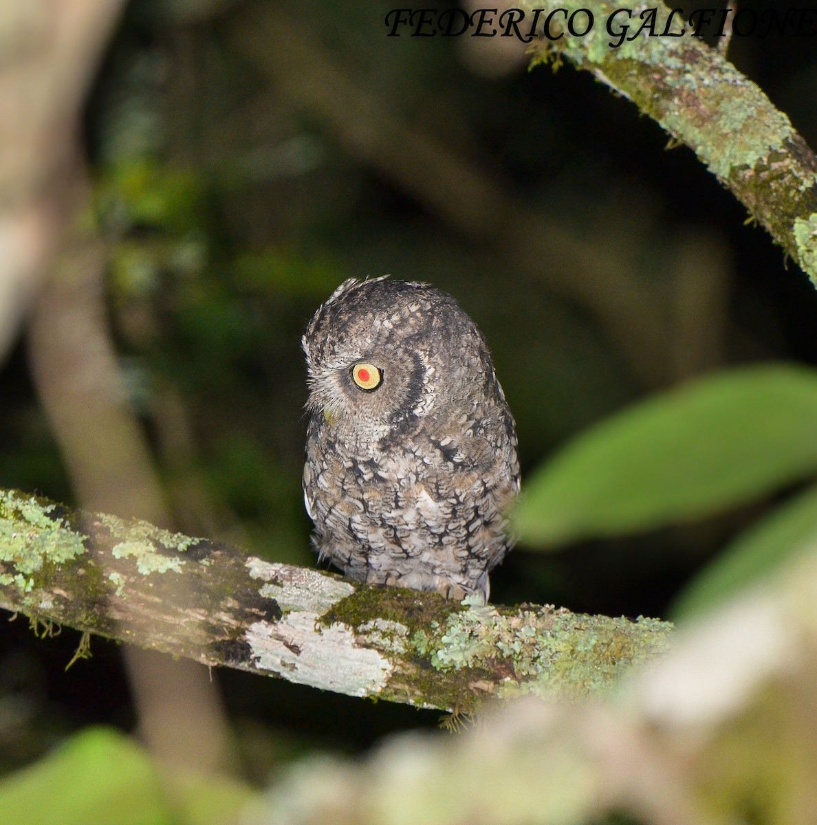 ホイオオコノハズク - ML643714884