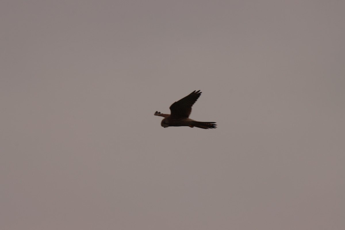 Eurasian Kestrel - ML643714890