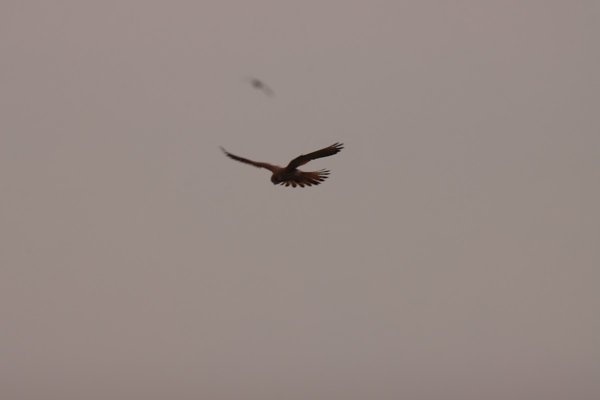 Eurasian Kestrel - ML643714891