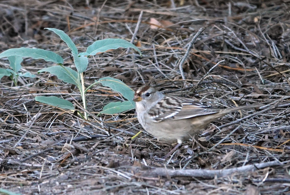 White-crowned Sparrow - ML643714893