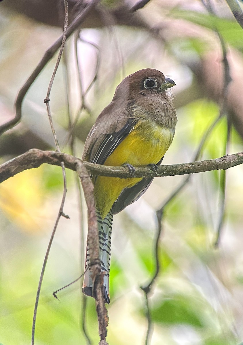 Graceful Black-throated Trogon - ML643714903