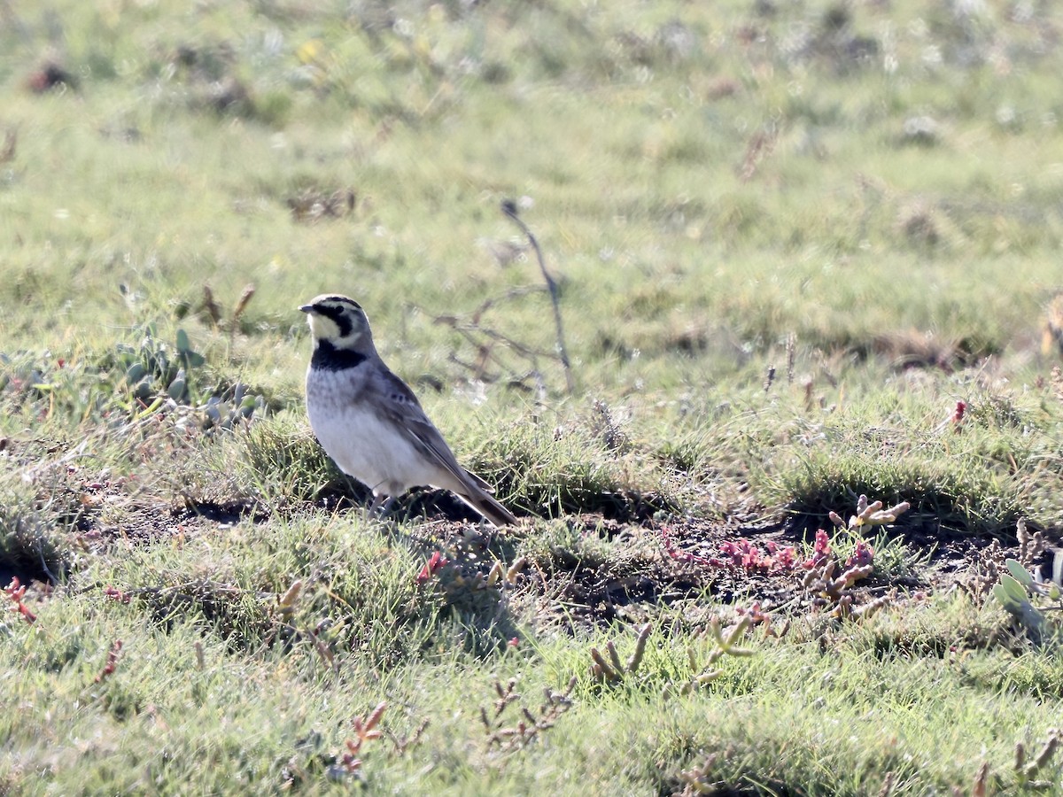 Horned Lark - ML643714922