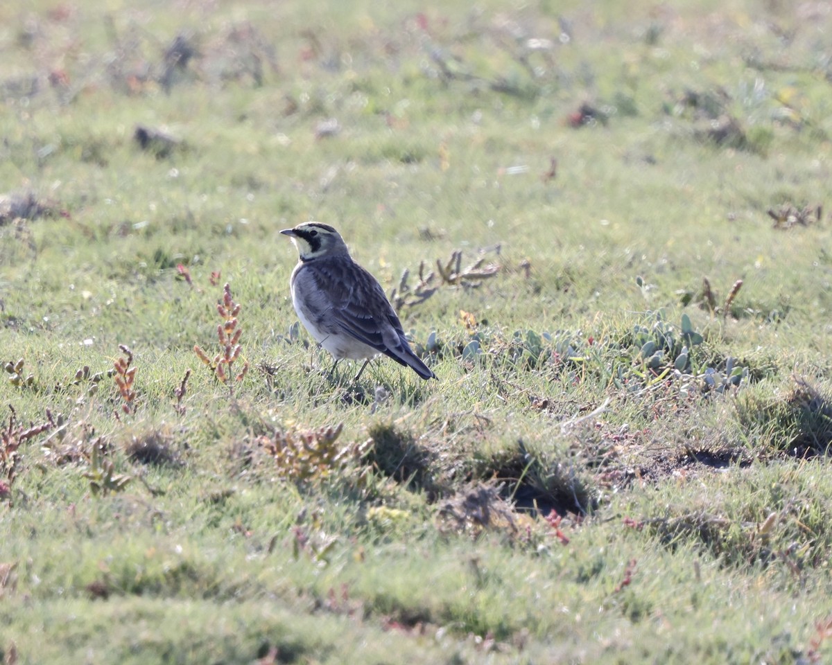 Horned Lark - ML643714926