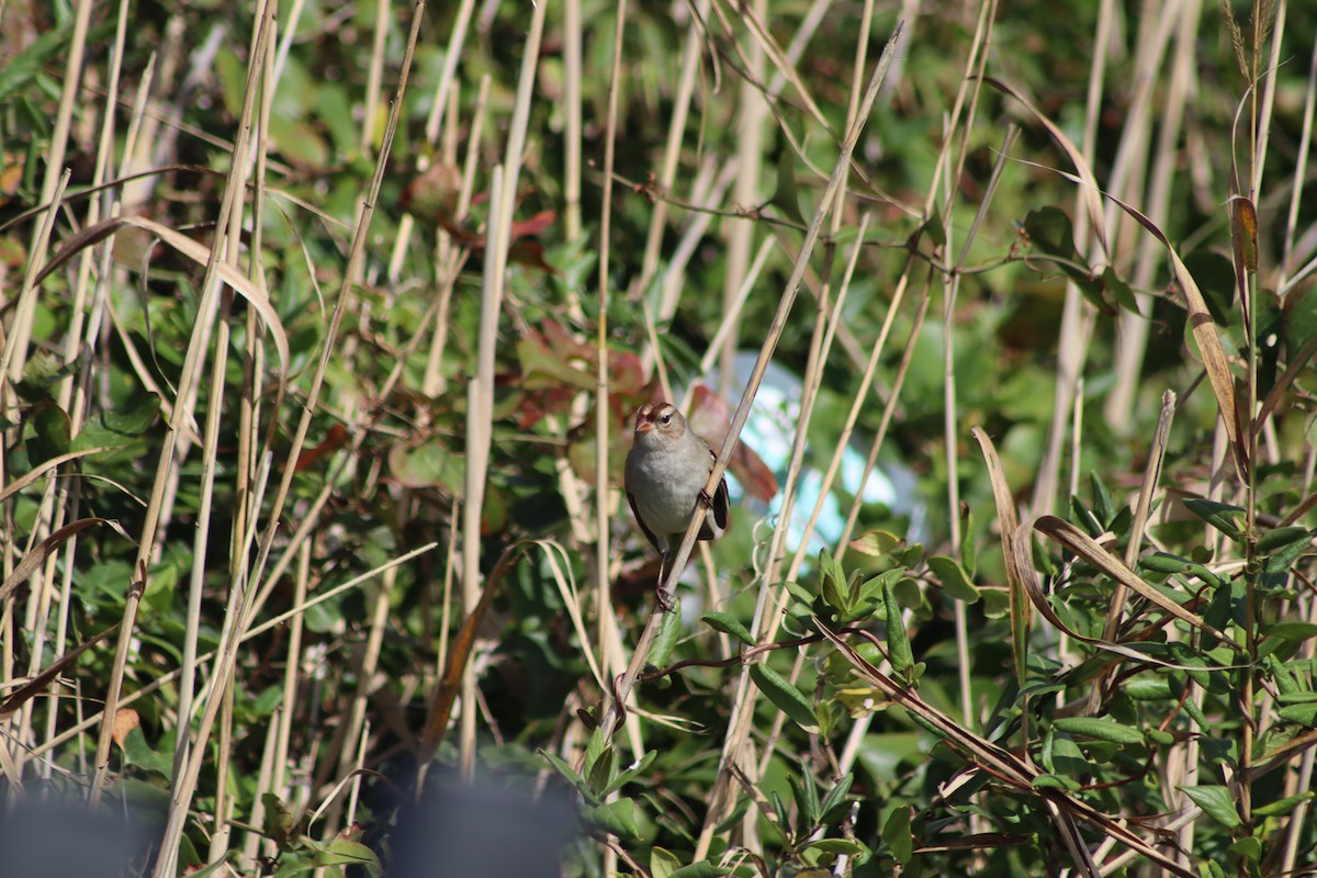 White-crowned Sparrow - ML643714928