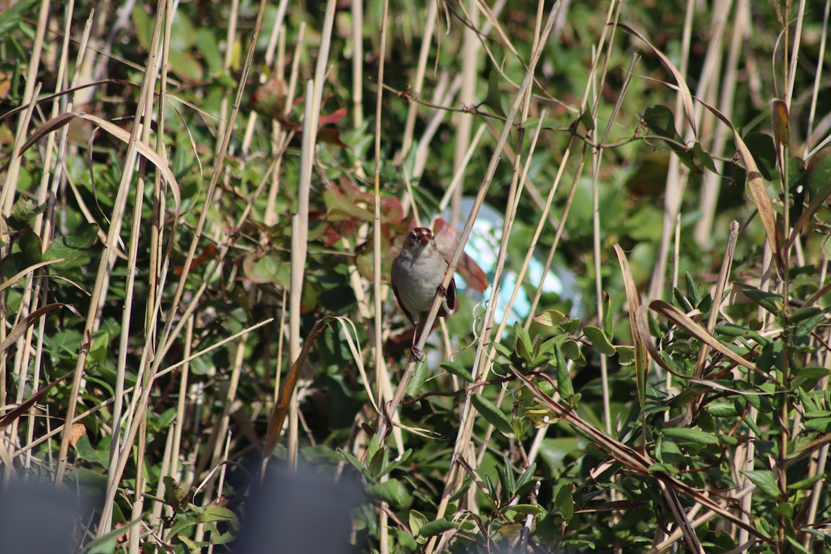 White-crowned Sparrow - ML643714929