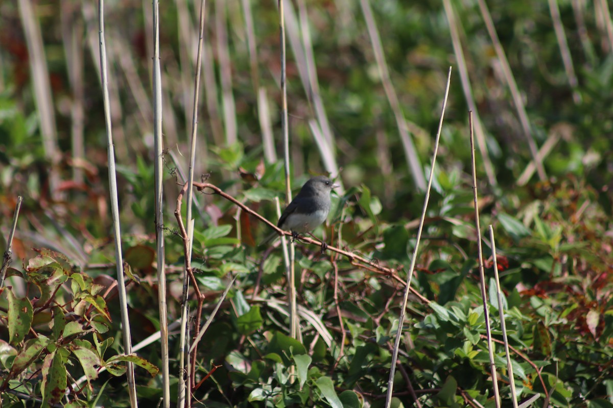 Dark-eyed Junco - ML643714949