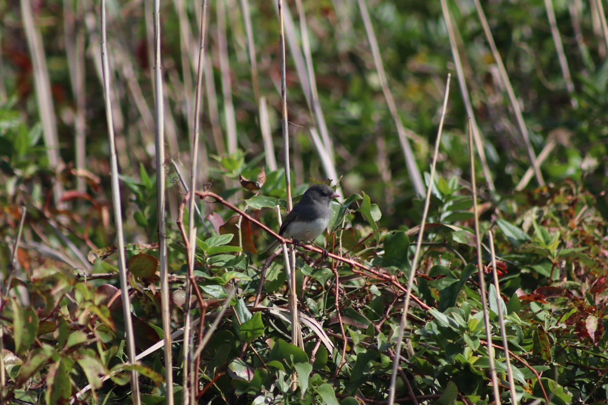 Dark-eyed Junco - ML643714951
