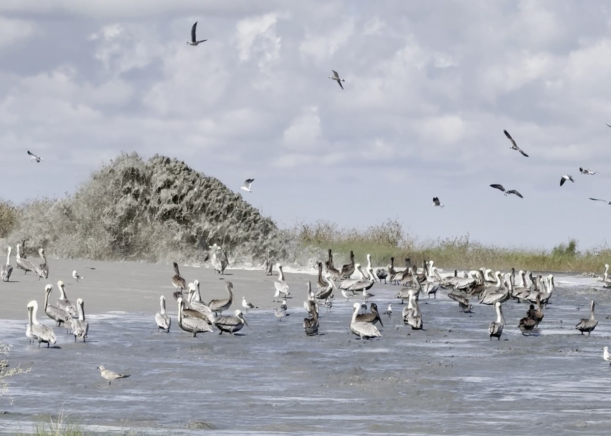 Brown Pelican - ML643714966