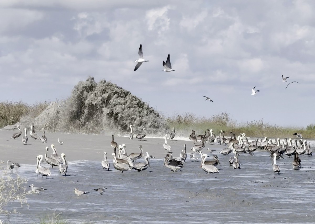 Brown Pelican - ML643714967